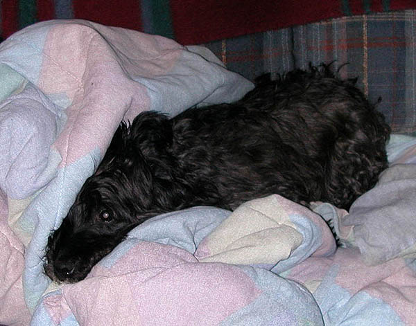 Geordie on his blanket