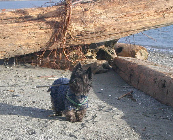 Geordie wears his coat to the beach.