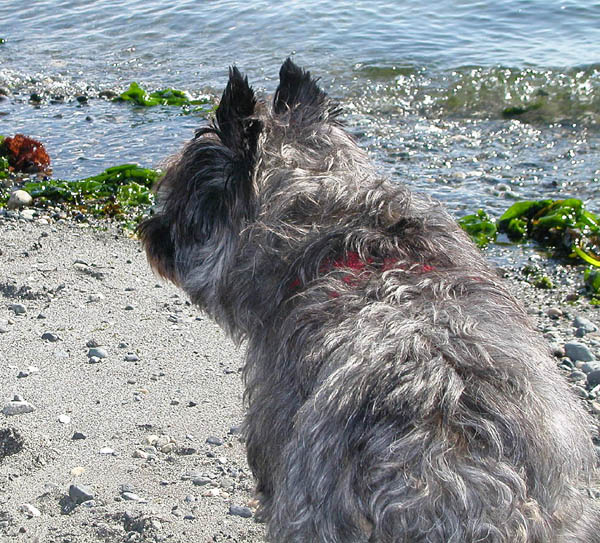 A Whidbey Beach Watcher